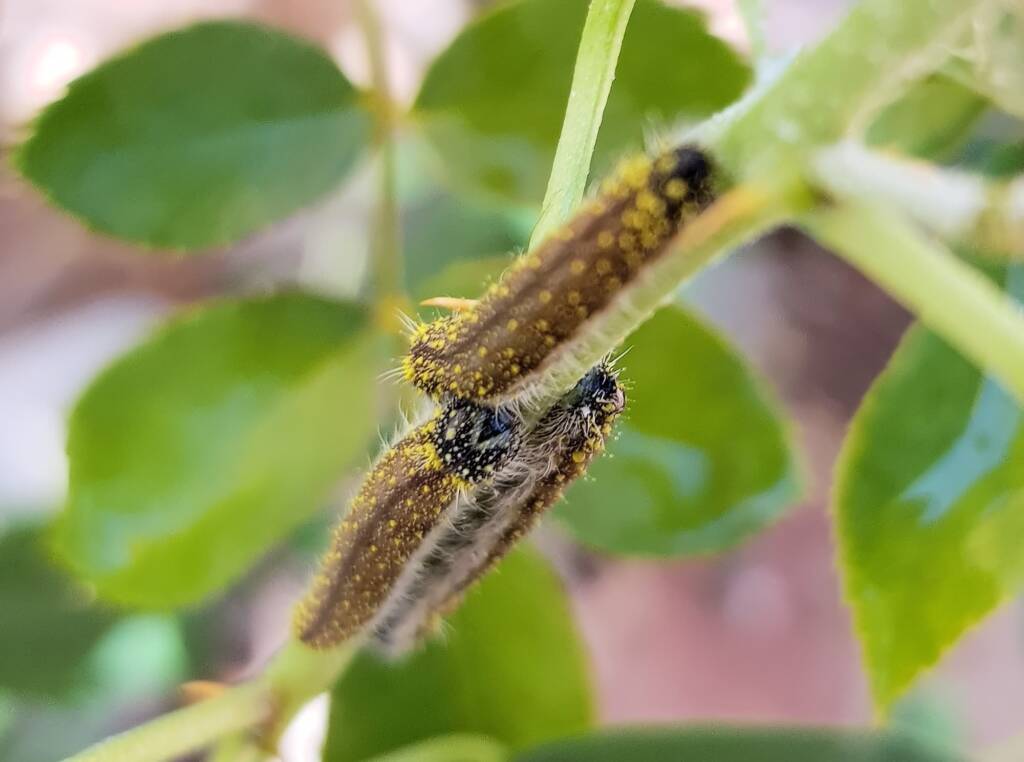 Instar stage of the caterpillar of the Caper White Butterfly (Belenois java teutonia), Alice Springs, NT