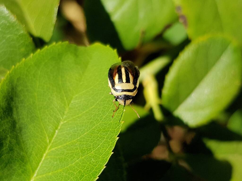 Ippatha australiensis (Stink Bug), family Pentatomidae, Alice Springs NT