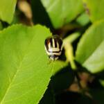 Ippatha australiensis (Stink Bug), family Pentatomidae, Alice Springs NT