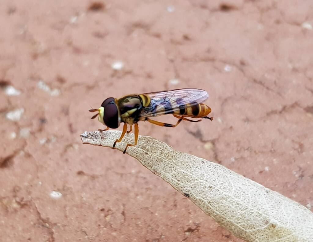 Yellow-shouldered Hover Fly (Ischiodon scutellaris), Alice Springs NT