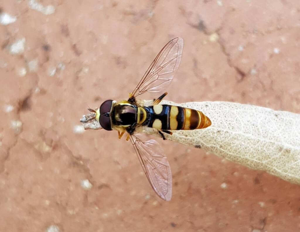 Yellow-shouldered Hover Fly (Ischiodon scutellaris), Alice Springs NT