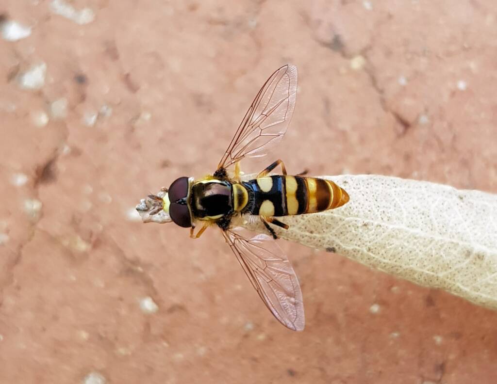 Yellow-shouldered Hover Fly (Ischiodon scutellaris), Alice Springs NT