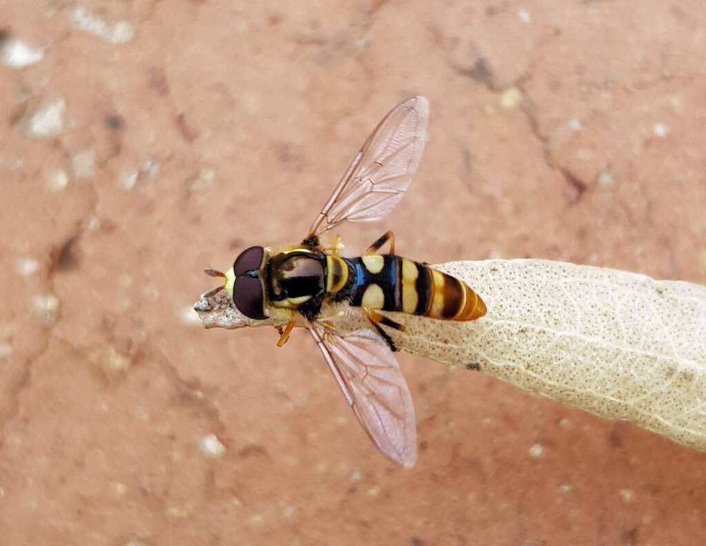 Yellow-shouldered Hover Fly (Ischiodon scutellaris), Alice Springs NT