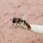 Yellow-shouldered Hover Fly (Ischiodon scutellaris), Alice Springs NT