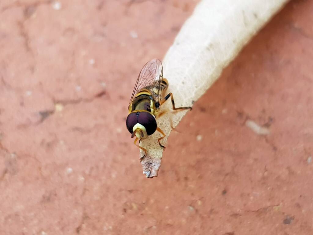 Yellow-shouldered Hover Fly (Ischiodon scutellaris), Alice Springs NT