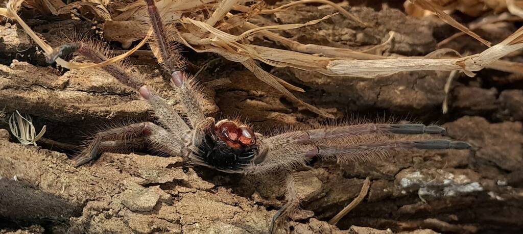 Isopeda brachyseta, Bega NSW © Wayne Jeffree