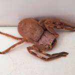 Isopedella inola, Australian Huntsman Spider, Alice Springs, NT