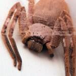 Isopedella inola, Australian Huntsman Spider, Alice Springs, NT