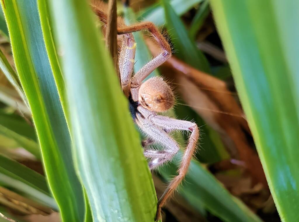 Australian Huntsman Spider (Isopedella inola), also known as the Desert Huntsman Spider, Alice Springs NT