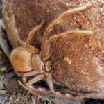 Desert Huntsman Spider (Isopedella inola), member of the Australian Huntsman Spider group, Alice Springs NT