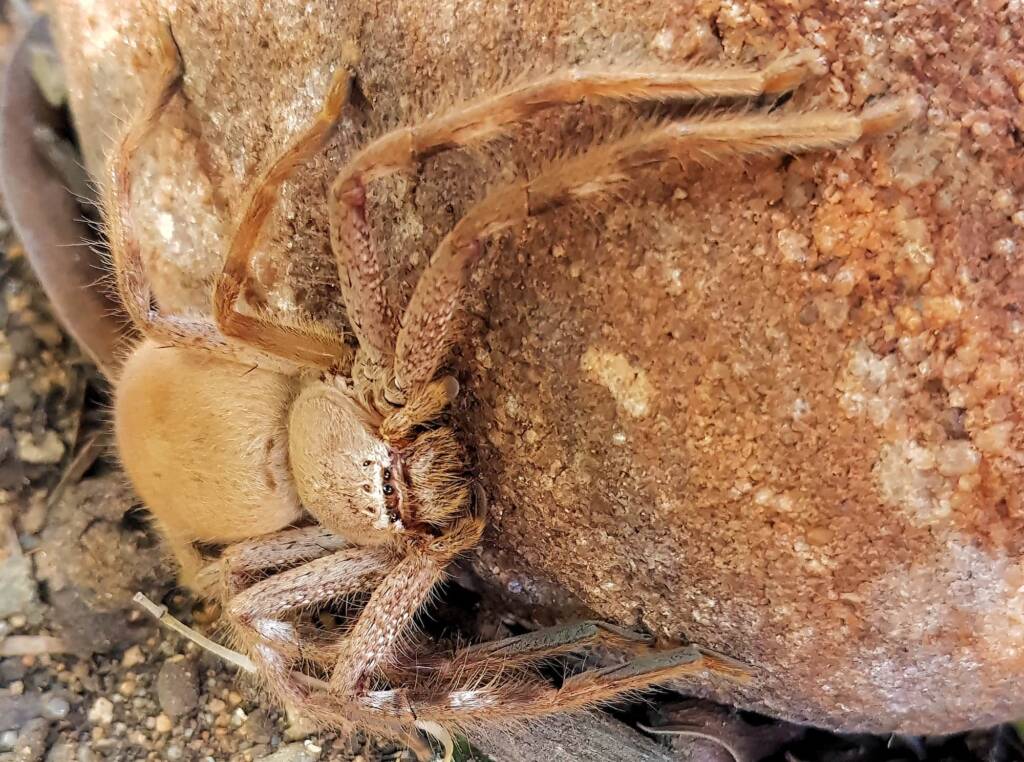 Desert Huntsman Spider (Isopedella inola), member of the Australian Huntsman Spider group, Alice Springs NT