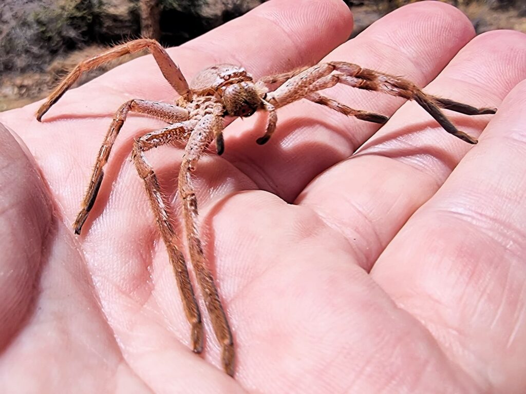 Spider moult (Isopedella inola), Alice Springs NT