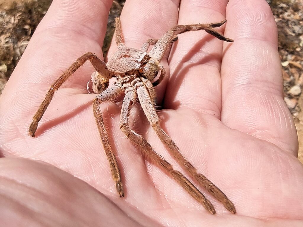 Spider moult (Isopedella inola), Alice Springs NT