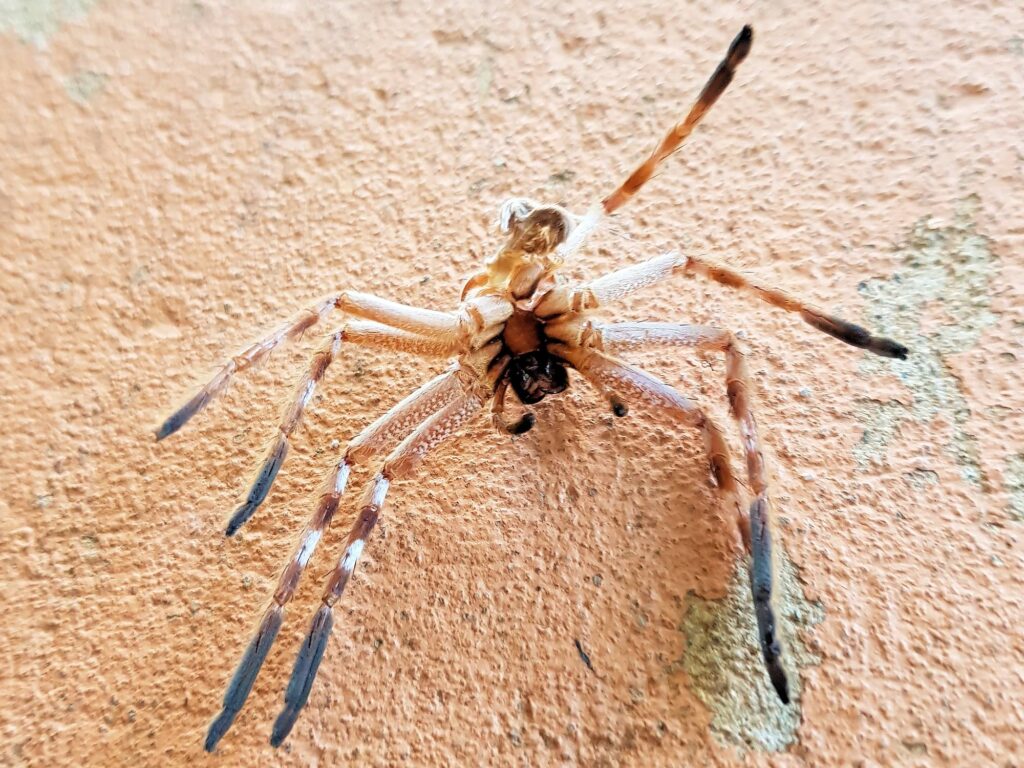 Spider molt (Isopedella inola), Alice Springs NT