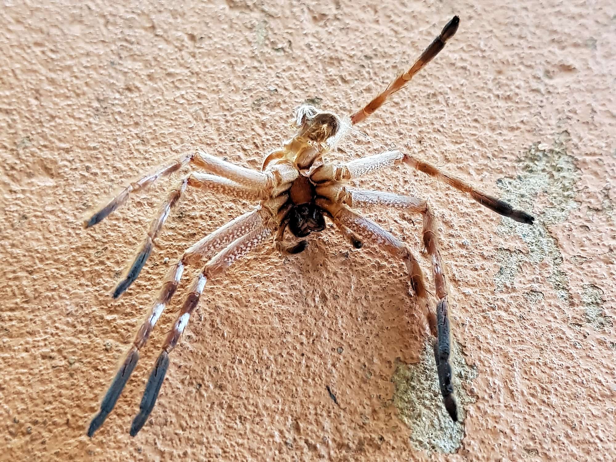 Spider molt (Isopedella inola), Alice Springs NT