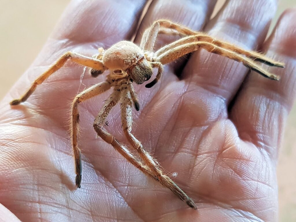 Spider molt (Isopedella inola), Alice Springs NT
