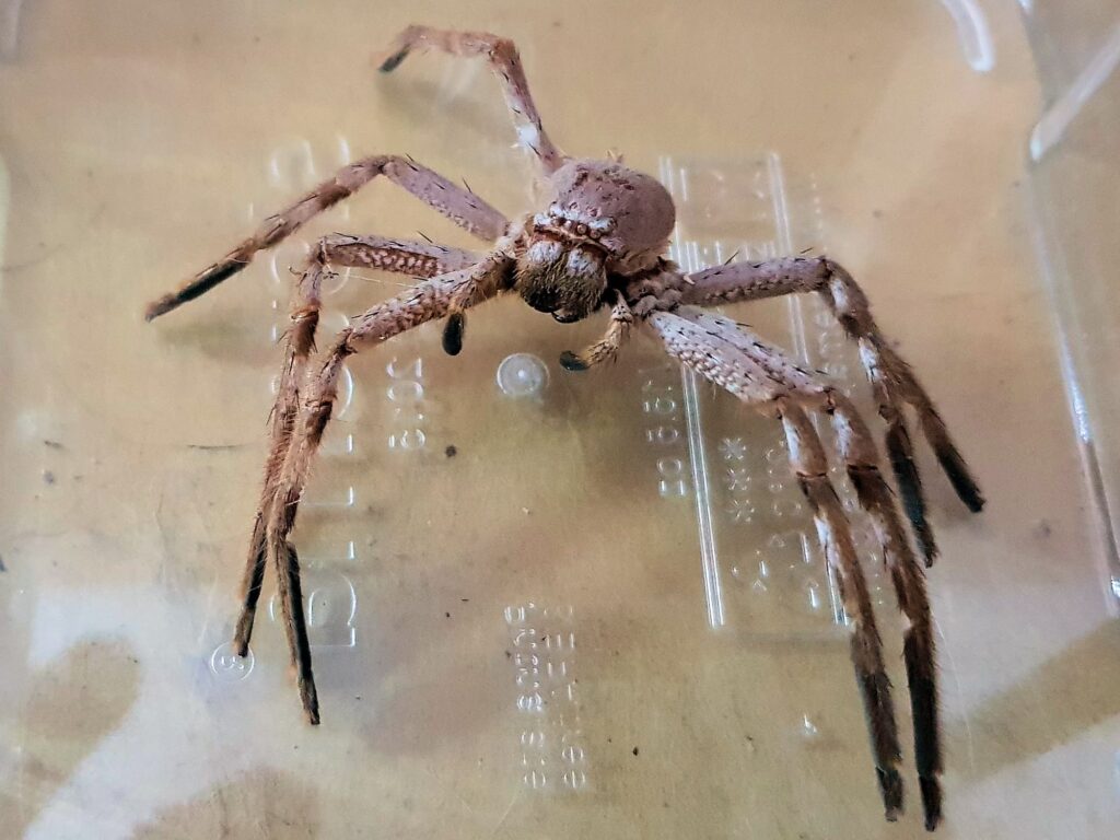 Spider molt (Isopedella inola), Alice Springs NT