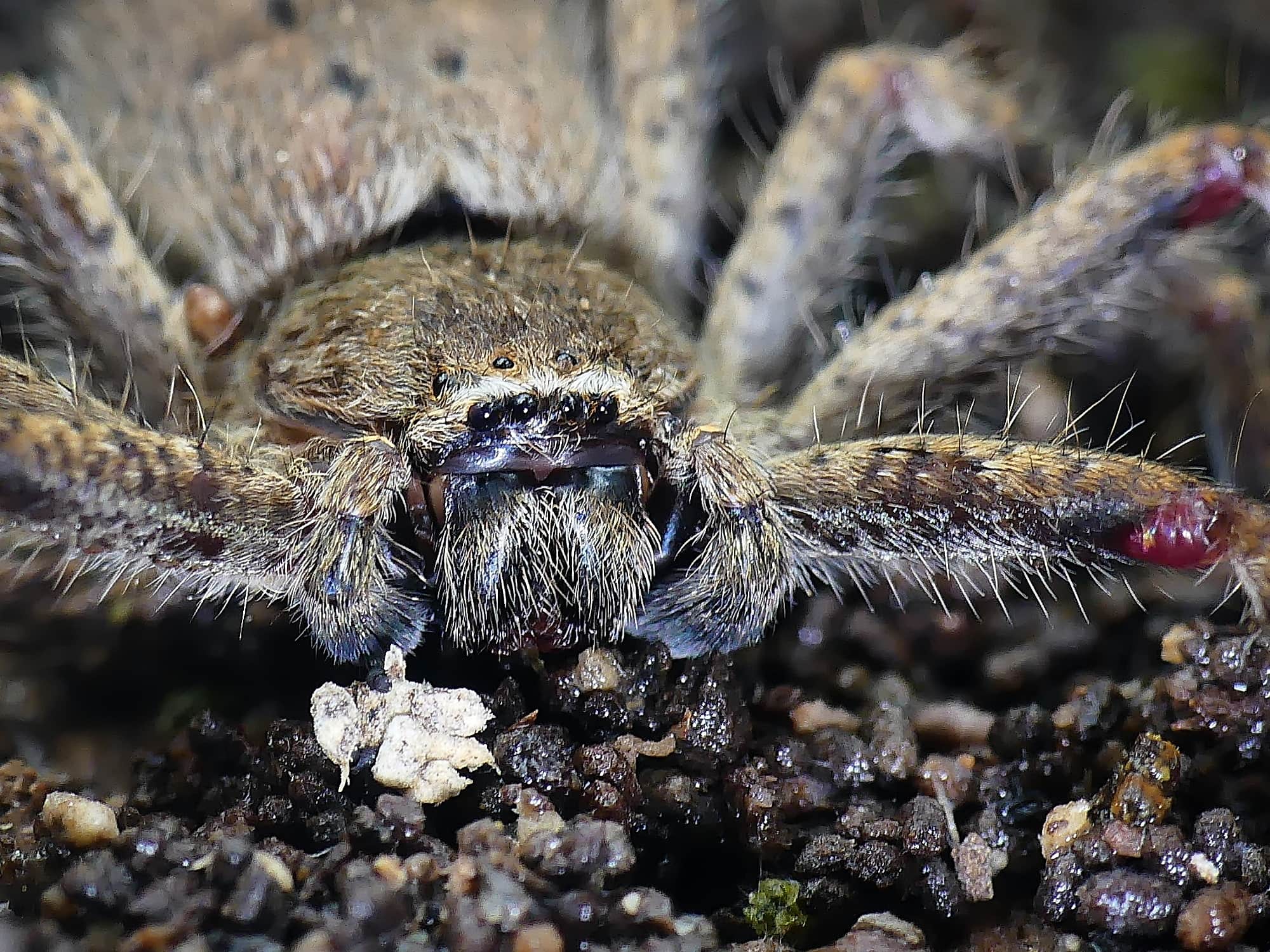 Isopedella leai, Belair National Park SA © Marianne Broug