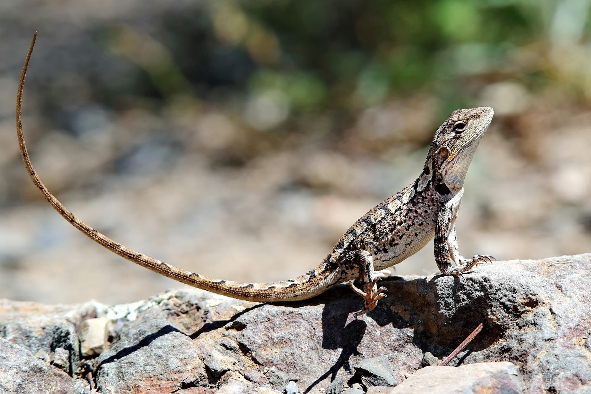 Jacky Dragon (Amphibolurus muricatus), Central Coast NSW © Michael Doe