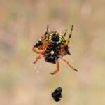Jewel Spider (Astracantha minax) near Goulburn, NSW