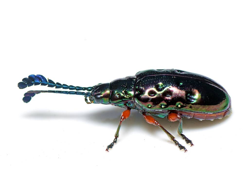 Johannica gemellata (Pandorea Leaf Beetle), The Gap QLD © Tony Eales