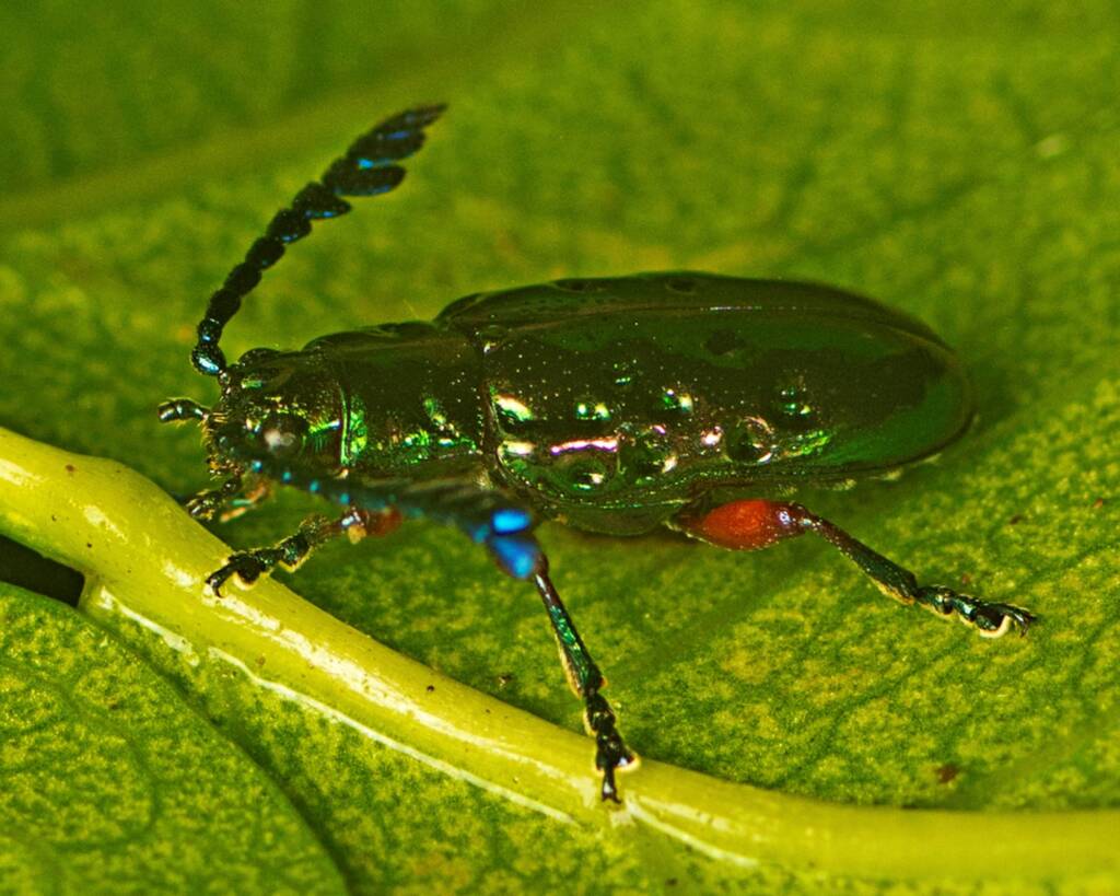 Johannica gemellata (Pandorea Leaf Beetle), Mapleton QLD © Tony Eales