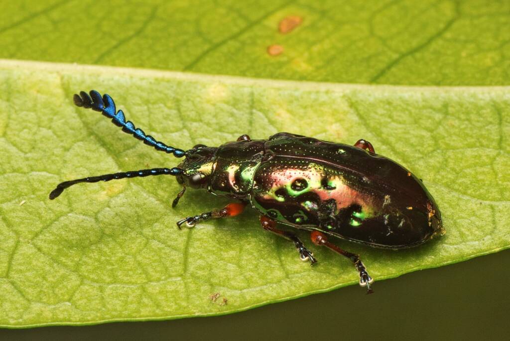 Johannica gemellata (Pandorea Leaf Beetle), Bunya QLD © Tony Eales