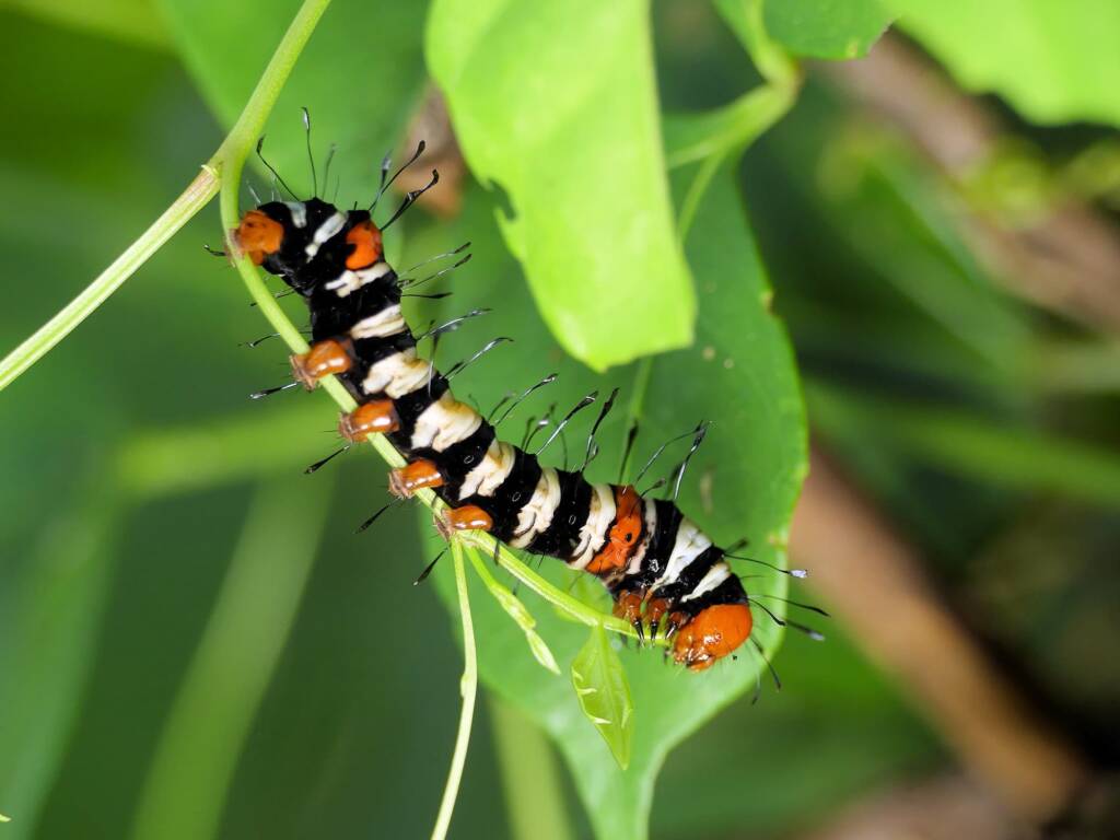 Joseph's Coat Moth caterpillar (Agarista agricola), Gold Coast QLD © Stefan Jones