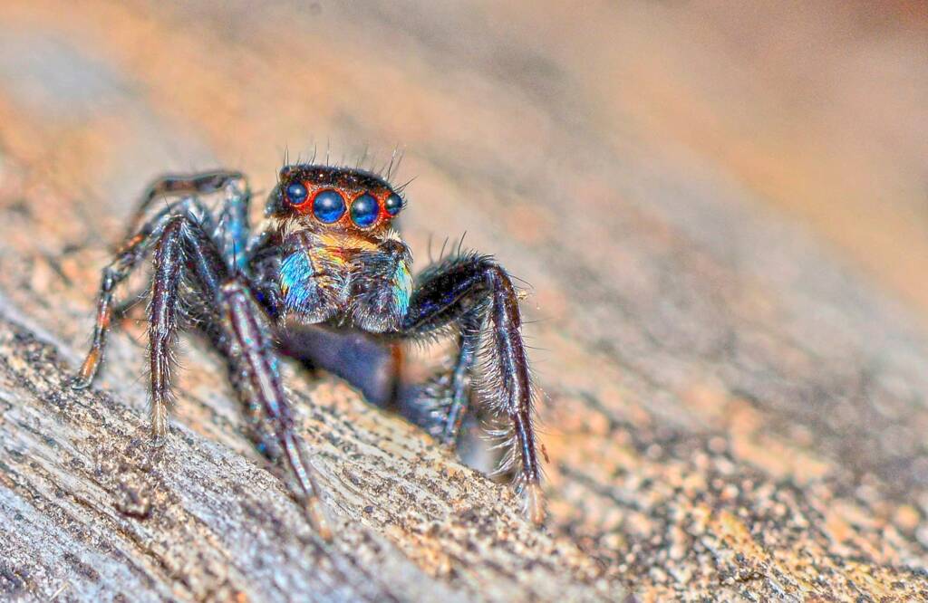 Jumping Spider (Jotus sp), Lupton Conservation Reserve WA © Jean and Fred Hort