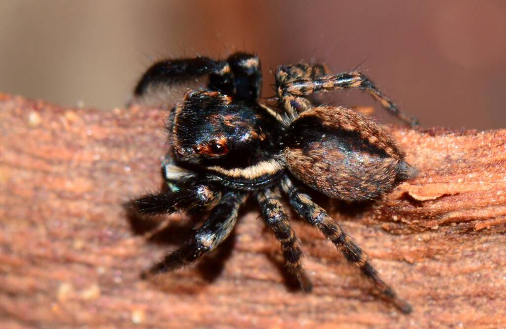 Jumping Spider (Jotus sp), Wandering WA © Jean and Fred Hort