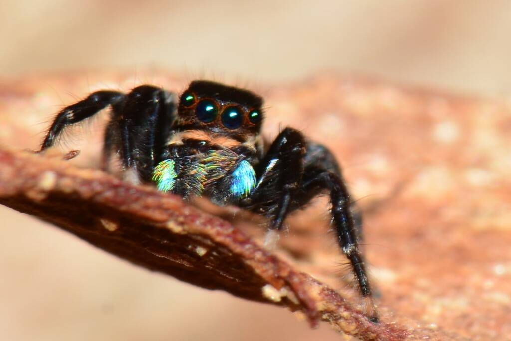 Jumping Spider (Jotus sp), Wandering WA © Jean and Fred Hort