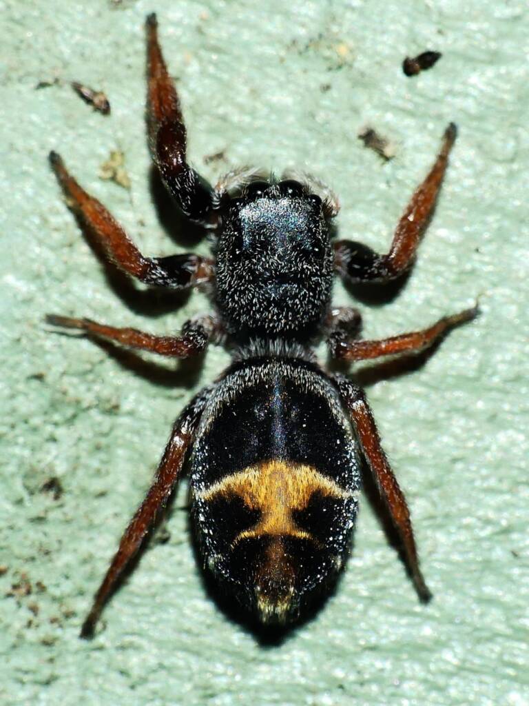 Jovial Jumping Spider (Apricia jovialis), Belair SA © Marianne Broug