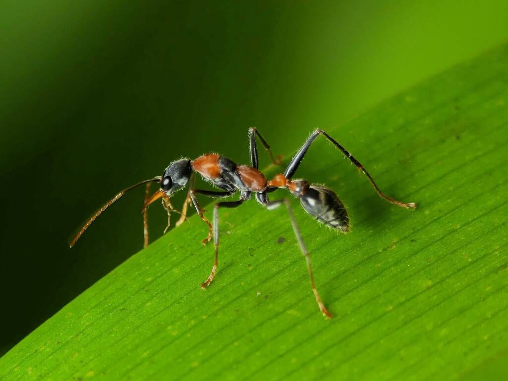 Jumping Jack Ant (Myrmecia nigrocincta), Gold Coast QLD © Stefan Jones