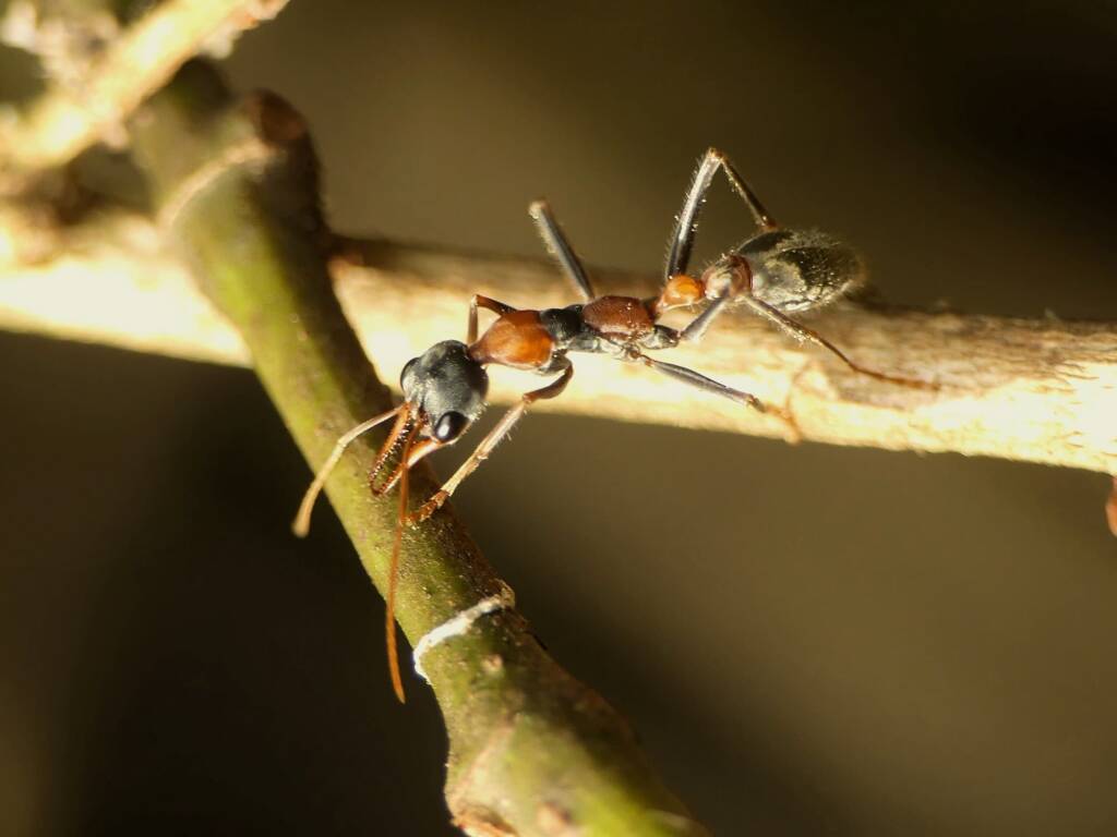 Jumping Jack Ant (Myrmecia nigrocincta), Gold Coast QLD © Stefan Jones