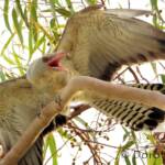 Juvenile Channel-billed Cuckoo calling to be fed