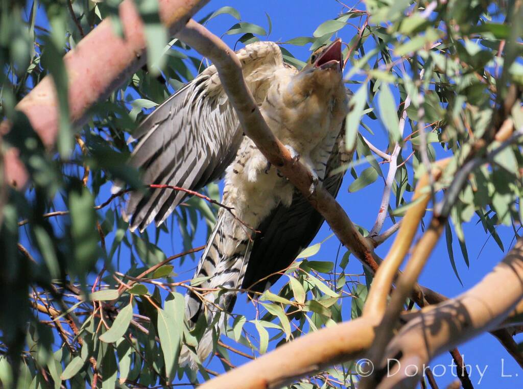 Juvenile Channel-billed Cuckoo (Scythrops novaehollandiae)