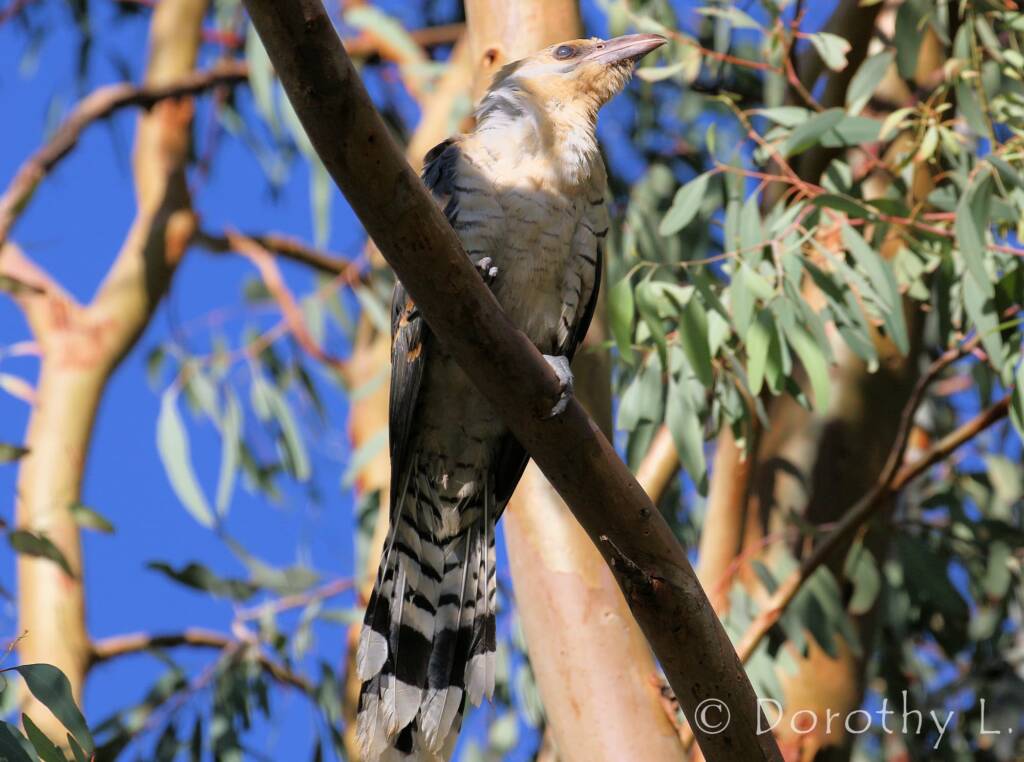 Juvenile Channel-billed Cuckoo (Scythrops novaehollandiae)