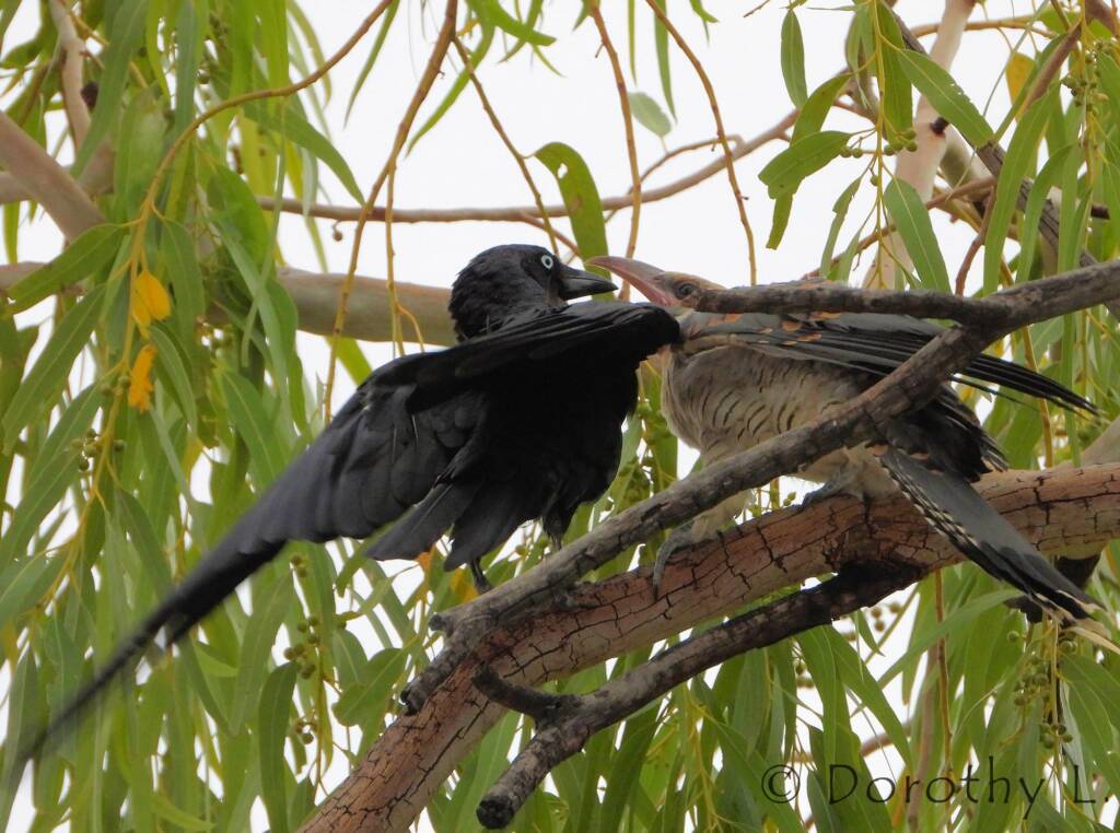 Juvenile Channel-billed Cuckoo with foster parent Torresian Crow
