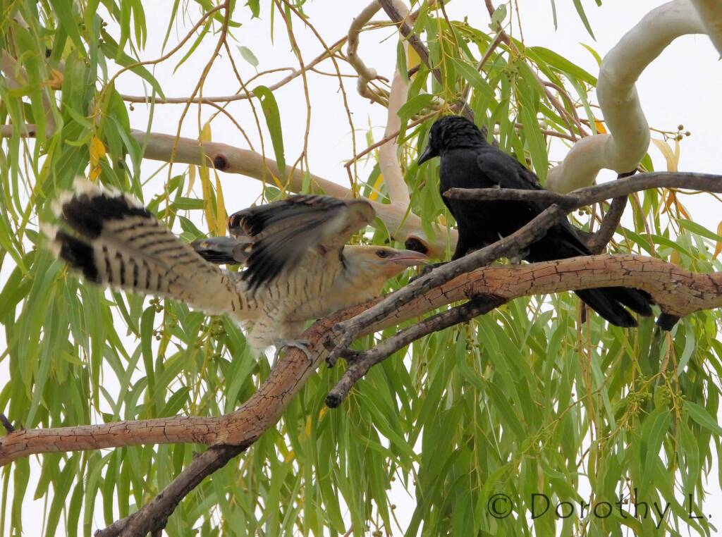 Juvenile Channel-billed Cuckoo with foster parent Torresian Crow