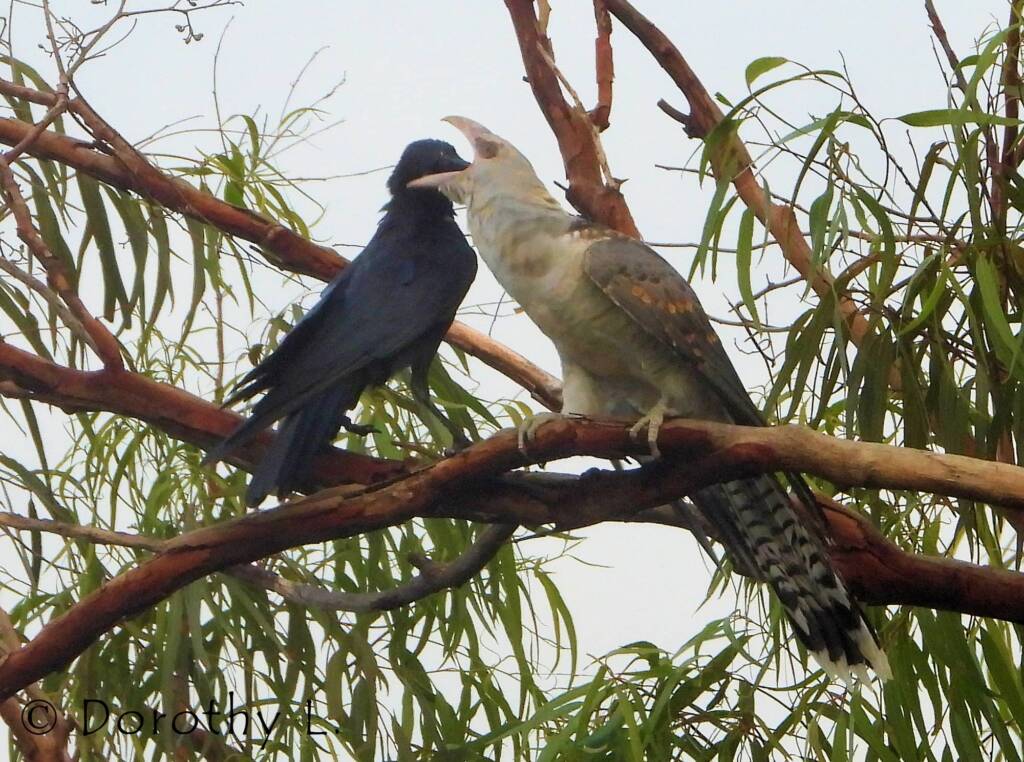 Channel-billed Cuckoo with foster parent Torresian Crow