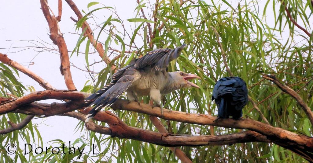Channel-billed Cuckoo with foster parent Torresian Crow