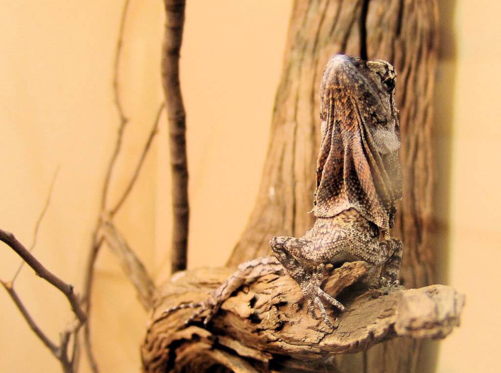 Juvenile Frilled Neck Lizard (Chlamydosaurus kingii)