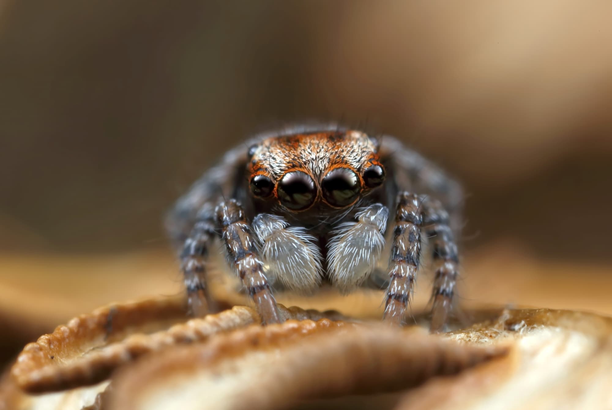 Maratus volans Female & Immature Ausemade