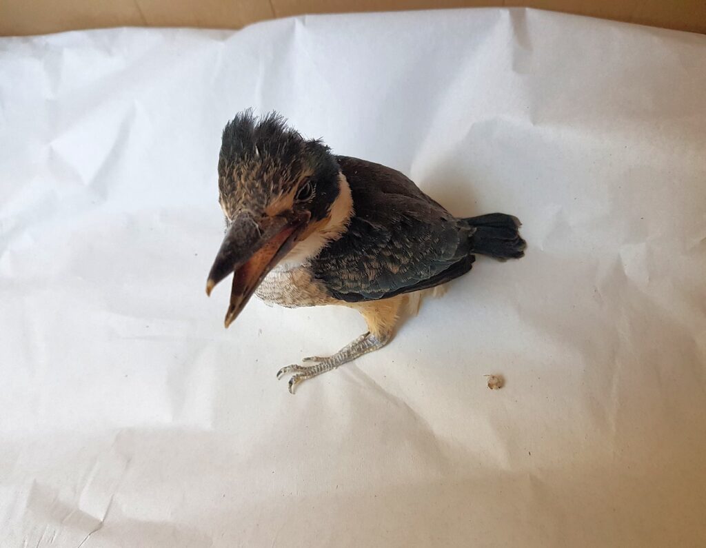 Juvenile Sacred Kingfisher (Todiramphus sanctus), Alice Springs NT