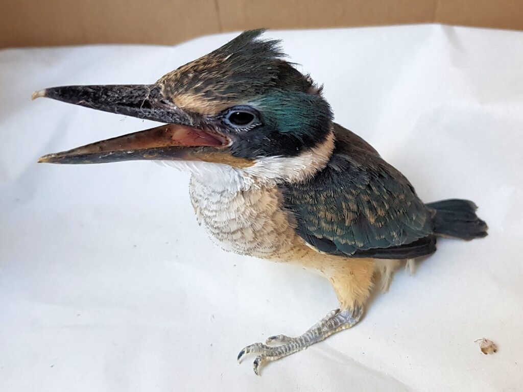 Juvenile Sacred Kingfisher (Todiramphus sanctus), Alice Springs NT