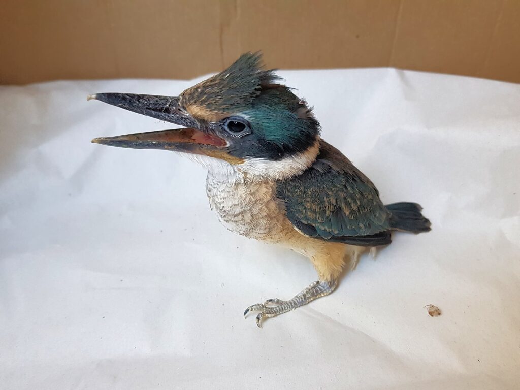Juvenile Sacred Kingfisher (Todiramphus sanctus), Alice Springs NT