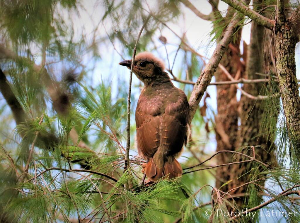 Juvenile Satin Bowerbird, Lamington National Park, QLD © Dorothy Latimer