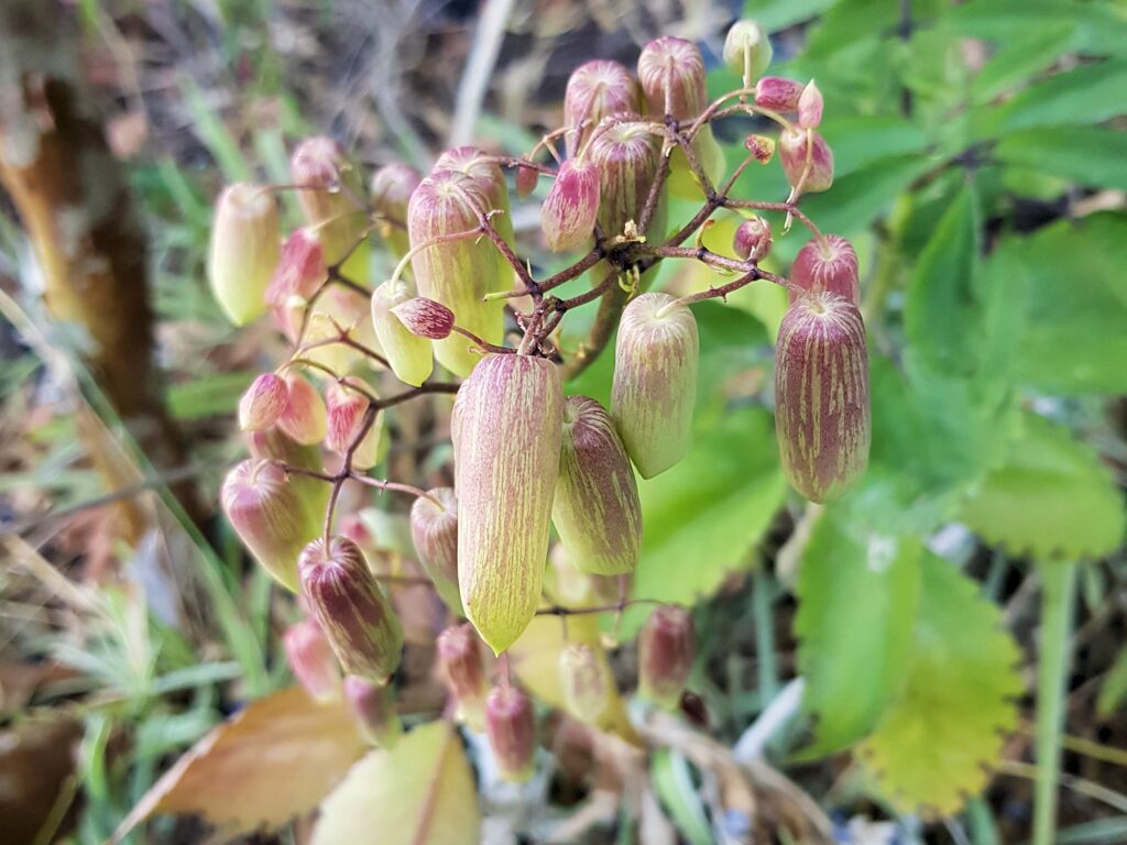 Kalanchoe pinnata, Alice Springs NT