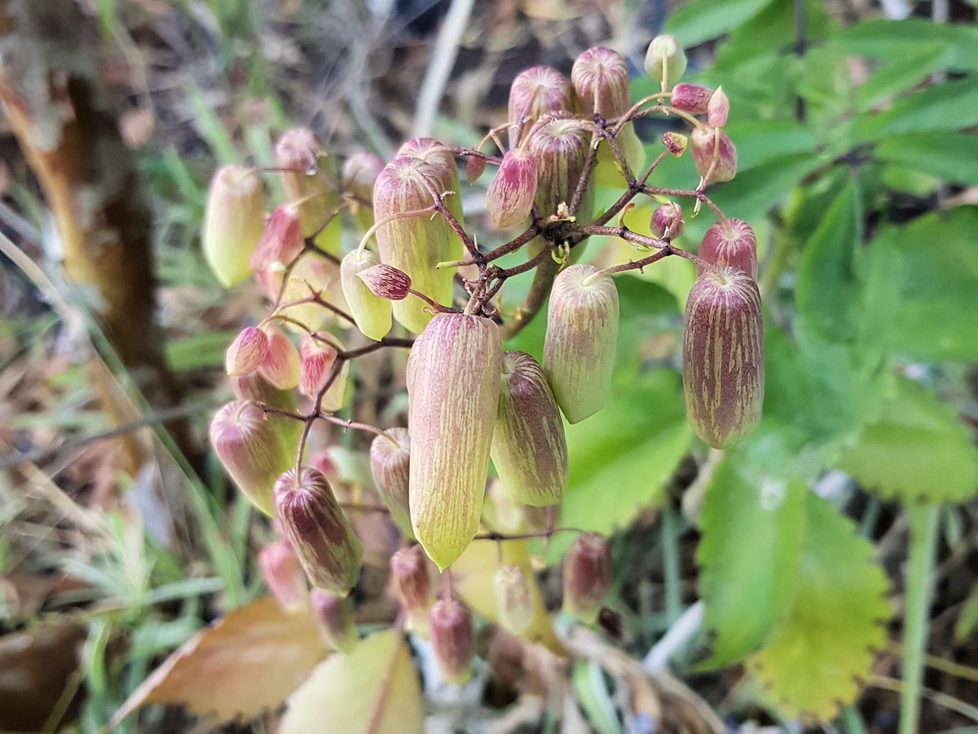 Kalanchoe pinnata, Alice Springs NT