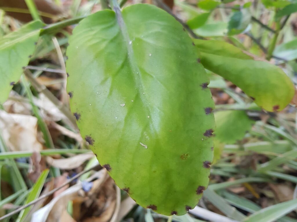 Kalanchoe pinnata, Alice Springs NT